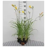 GRDplanten 6 x Hemerocallis citrina - taglilie - Topf 9 x 9 cm