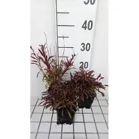 GRDplanten 6 x Gaura lindh. 'Gaudi Pink' ( oenothera lindh.) - Gaura - Topf 9 x 9 cm