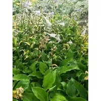 GRDplanten 6 x Hosta hybr. 'Invincible' - Hosta - Topf 9 x 9 cm