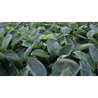 GRDplanten 6 x Hosta hybr. 'Blue Mammoth' - Hosta - Topf 9 x 9 cm