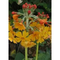 GRDplanten 6 x Primula bulleyana - Kugelprimel - Topf 9 x 9 cm