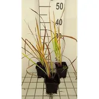 GRDplanten 6 x Iris sib. 'Sparkling Rose' - Schwertlilie - Topf 9 x 9 cm