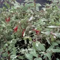 GRDplanten 6 x Fuchsia magell. 'Tricolor' - Fuchsie - Topf 9 x 9 cm