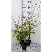 GRDplanten 6 x Persicaria filiformis - Kerzenknöterich - Topf 9 x 9 cm