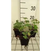 GRDplanten 6 x Geranium cant. 'Berggarten' - Storchenschnabel - Topf 9 x 9 cm