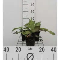 GRDplanten 6 x Persicaria ampl. 'Alba' - Kerzenknöterich - Topf 9 x 9 cm