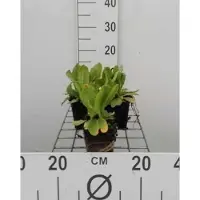 GRDplanten 6 x Primula dent. 'Rubin' - Kugelprimel - Topf 9 x 9 cm