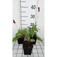 GRDplanten 6 x Persicaria ampl. 'Red Baron' - Kerzenknöterich - Topf 9 x 9 cm
