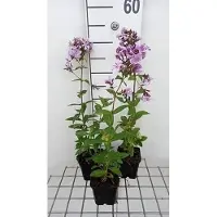 GRDplanten 6 x Phlox (p) 'Franz Schubert' - Flammenblume - Topf 9 x 9 cm