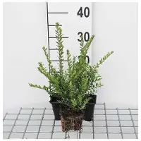 GRDplanten 12 x Lonicera nit. 'Elegant' - Heckenmyrte, Immergrün - Topf 9 cm x 9 cm