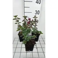GRDplanten 6 x Origanum hybr. 'Rosenkuppel' - Origanum - Topf 9 x 9 cm