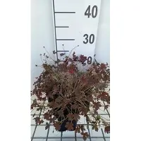 GRDplanten 6 x Geranium oxon. 'Sanne' - Storchenschnabel- Topf 9 x 9 cm