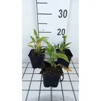 GRDplanten 6 x Echinacea purp. 'Mellow Yellows' - Sonnenhut - Topf 9 x 9 cm