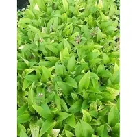 GRDplanten 6 x Symphytum rubrum - Beinwell - Topf 9 x 9 cm