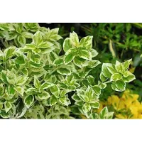 GRDplanten 12 x Euonymus fort. 'Em. Gaiety' - Korkflügelstrauch - Topf 9 cm x 9 cm