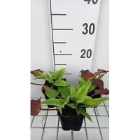 GRDplanten 6 x Persicaria ampl. 'Alba Junior' - Kerzenknöterich - Topf 9 x 9 cm