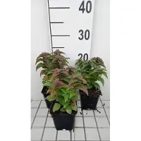 GRDplanten 6 x Monarda hybr. 'Petite delight' - Indianernessel - Topf 9 x 9 cm