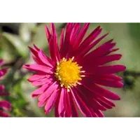 GRDplanten 6 x Aster n.-b. 'Crimson Brocade' - Herbstaster - Topf 9 x 9 cm