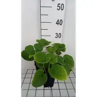 GRDplanten 6 x Brunnera macr. 'Betty Bowring' - Kaukasisches Vergissmeinnicht - Topf 9 x 9 cm
