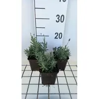 GRDplanten 6 x Lavandula ang. 'Essence Purple' - Lavendel - Topf 9 x 9 cm