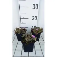 GRDplanten 6 x Geranium hybr. 'Tanya Rendall' - Storchenschnabel- Topf 9 x 9 cm