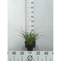 GRDplanten 6 x Carex morr. 'Variegata' - Vogelfuß Segge Variegata - Topf 9 x 9 cm