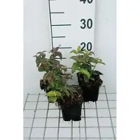 GRDplanten 6 x Monarda bradburiana - Indianernessel - Topf 9 x 9 cm