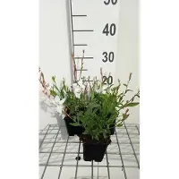 GRDplanten 6 x Gaura lindh. 'White Dove'( oenothera lindh.) - Gaura - Topf 9 x 9 cm