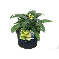 GRDplanten 6 x Erysimum hybr. 'Yellow Bird' - Mauerkraut - Topf 9 x 9 cm