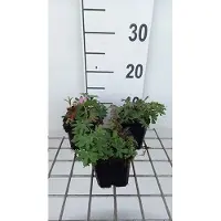 GRDplanten 6 x Geranium sang. 'Ankum's Pride' - Storchenschnabel- Topf 9 x 9 cm