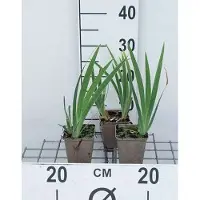 GRDplanten 6 x Iris (pum.) 'Brassie' - Schwertlilie - Topf 9 x 9 cm