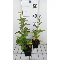 GRDplanten 6 x Rudbeckia subtomentosa - Sonnenhut - Topf 9 x 9 cm