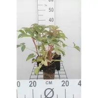 GRDplanten 6 x Helleborus argutifolius - Helleborus - Topf 9 x 9 cm