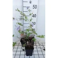 GRDplanten 6 x Geranium hybr. 'Blue Cloud' - Storchenschnabel- Topf 9 x 9 cm