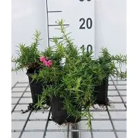 GRDplanten 6 x Phlox (s) 'Atropurpurea' - Flammenblume - Topf 9 x 9 cm