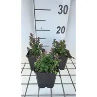GRDplanten 6 x Teucrium cham. 'Nanum' - Gamander - Topf 9 x 9 cm
