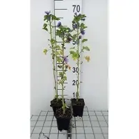 GRDplanten 6 x Malva sylv. 'Marina' ( 'dema') - Malve - Topf 9 x 9 cm