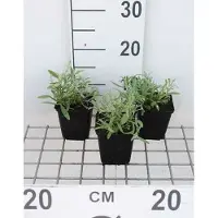 GRDplanten 6 x Cerastium biebersteinii - Hornblume - Topf 9 x 9 cm