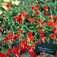 GRDplanten 6 x Helianthemum hybr. 'Amabile Plenum' - Sonnenröschen - Topf 9 x 9 cm