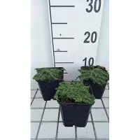 GRDplanten 6 x Thymus praecox 'Minor' - Thymian - Topf 9 x 9 cm