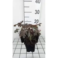 GRDplanten 6 x Geranium macul. 'Espresso' - Storchenschnabel- Topf 9 x 9 cm