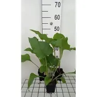 GRDplanten 6 x Silphium perfoliatum - Silphium - Topf 9 x 9 cm