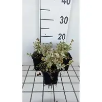 GRDplanten 6 x Ballota pseudodictamnus compact - pseudodictamnus - Topf 9 x 9 cm