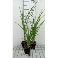 GRDplanten 6 x Kniphofia rooperi - Fackellilie - Topf 9 x 9 cm