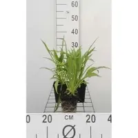 GRDplanten 6 x Scabiosa cauc. 'Alba' - Skabiose - Topf 9 x 9 cm