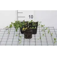 GRDplanten 12 x Vinca minor 'Gertrude Jekyll' - Kleines Immergrün 'Gertrude Jekyll' - Topf 9 cm x 9 cm