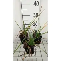 GRDplanten 6 x Kniphofia hybr. 'Tawney King' - Fackellilie - Topf 9 x 9 cm