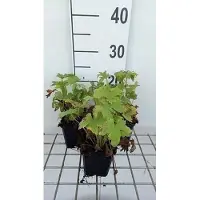 GRDplanten 6 x Delphinium 'M.f.' dark blue/white bee - Rittersporn - Topf 9 x 9 cm