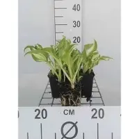 GRDplanten 6 x Hosta hybr. 'Undulata Mediovariegata' - Topf 9 x 9 cm