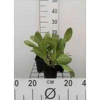 GRDplanten 6 x Bergenia hybr. 'Bressingham White' - pseudodictamnus - Topf 9 x 9 cm